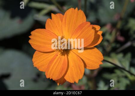 Gelber Kosmos Cosmos sulfureus oder Schwefelkosmos aus Mexiko, Mittelamerika, Nord-Südamerika, und in anderen Regionen angebaut Stockfoto