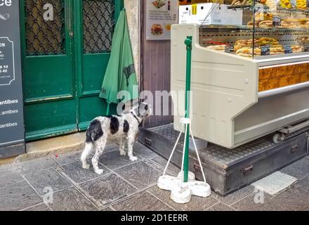 Ein streunender Hund wartet neben einem kleinen Sandwich-Laden in der Altstadt von Antibes, Frankreich. Stockfoto