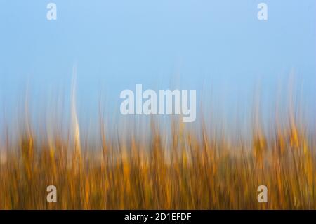 Abstraktion von braunen und blauen Farben, spielen mit den unbeweglichen Figuren von blattlosen Bäumen im Winter Stockfoto