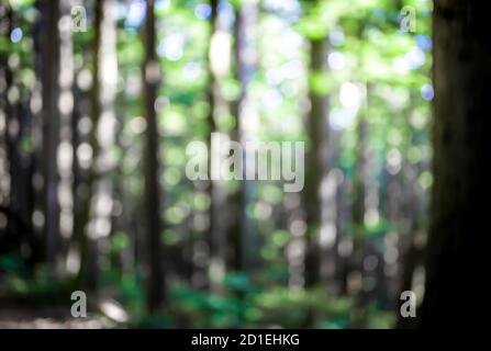 Unschärfe- und Unschärfe-Bilder, die am späten Nachmittag im Wald aufgenommen wurden. Üppiges Grün, verschwommene hohe Bäume, Blautöne vom Himmel mit Lichtrichtung von Stockfoto