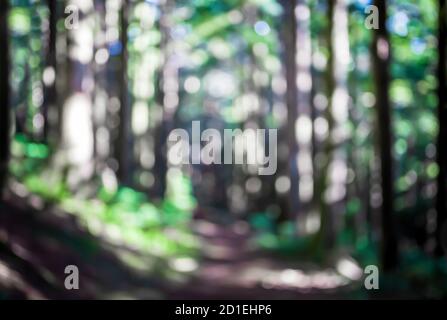 Unschärfe- und Unschärfe-Bilder, die von einem Wanderweg im Wald aufgenommen wurden. Wunderschöne üppige Grünpflanzen, verschwommene hohe Bäume, Blautöne vom Himmel. Stockfoto