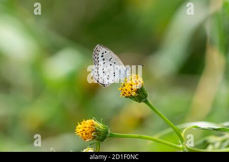 Blasses Gras blau (Zizeeria maha) Saugen Bidens pilosa var. pilosa, Isehara Stadt, Kanagawa Präfektur, Japan. Stockfoto