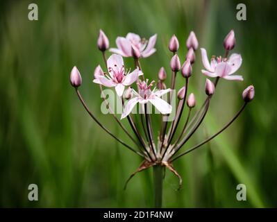 Einzelner Stamm von Flowering Rush (Butomus umbellatus) Nahaufnahme, gegen verschwommenes grünes Gras Hintergrund Stockfoto