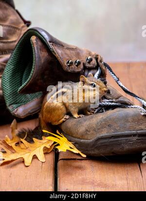 Tiny Chipmunk sitzt auf einem abgenutzten Arbeitsboor auf Die Holzveranda Stockfoto