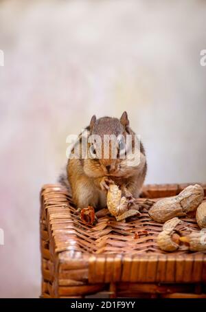 Ein süß aussehender Chipmunk scheint zu lächeln, während sie knabbert Auf Erdnüssen Stockfoto