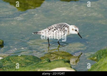 Sanderlinge Fütterung und Fliegen auf felsigen Küste Stockfoto