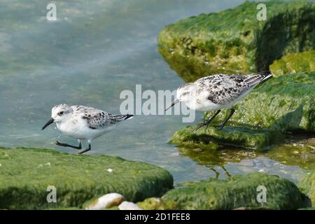 Sanderlinge Fütterung und Fliegen auf felsigen Küste Stockfoto