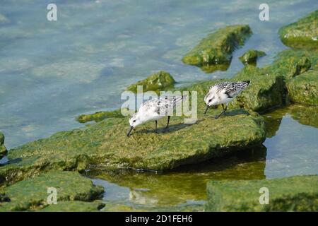 Sanderlinge Fütterung und Fliegen auf felsigen Küste Stockfoto