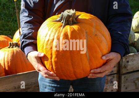 Nahaufnahme einer Person, die einen großen Kürbis hält Ein Kürbispflaster Stockfoto