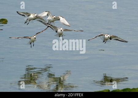 Sanderlinge Fütterung und Fliegen auf felsigen Küste Stockfoto
