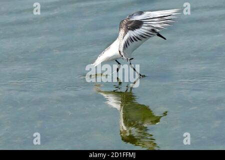 Sanderlinge Fütterung und Fliegen auf felsigen Küste Stockfoto