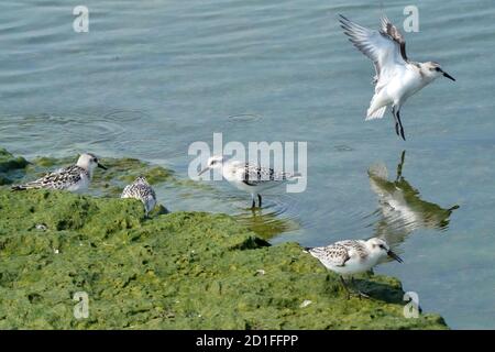 Sanderlinge Fütterung und Fliegen auf felsigen Küste Stockfoto