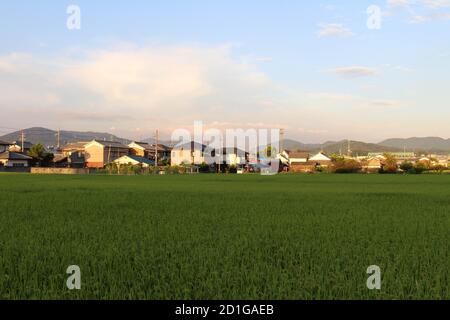 Paddy Feld und Wohngebiet am Nachmittag. Aufgenommen in Asuka, Kyoto, September 2019. Stockfoto