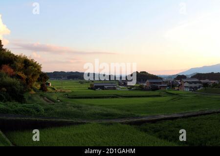 Paddy Feld und Wohngebiet am Nachmittag. Aufgenommen in Asuka, Kyoto, September 2019. Stockfoto