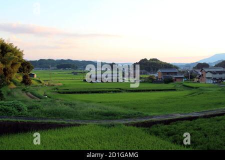 Paddy Feld und Wohngebiet am Nachmittag. Aufgenommen in Asuka, Kyoto, September 2019. Stockfoto