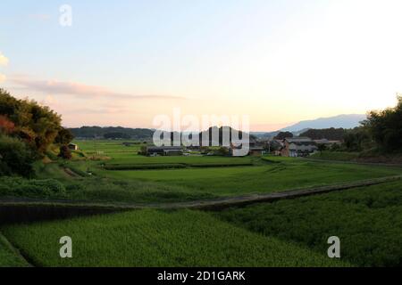 Paddy Feld und Wohngebiet am Nachmittag. Aufgenommen in Asuka, Kyoto, September 2019. Stockfoto