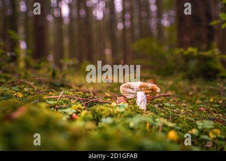 Pilz auf einer Lichtung in einem herbstlichen Pilzwald in den Strahlen des Sonnenlichts. Makrobild eines Pilzes im Wald mit Kopierraum Stockfoto