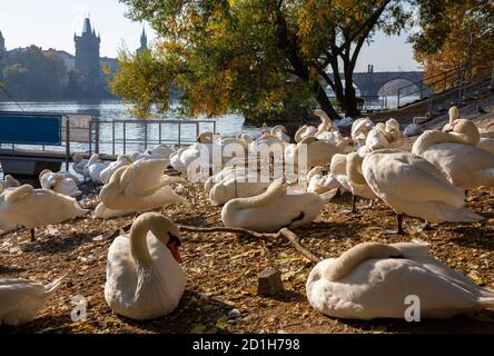 Prag - die Karlsbrücke und die Schwäne auf der Moldau. Stockfoto