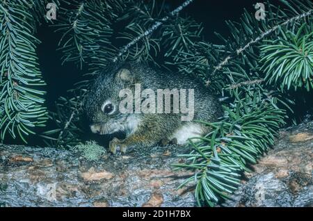 Verwaiste Jungvogel (Tamiasciurus hudsonicus) sitzt in Rocky Mountain Douglas Tannenbaum, Gallatin Gateway Montana USA. Aufnahme bei Nacht. Stockfoto