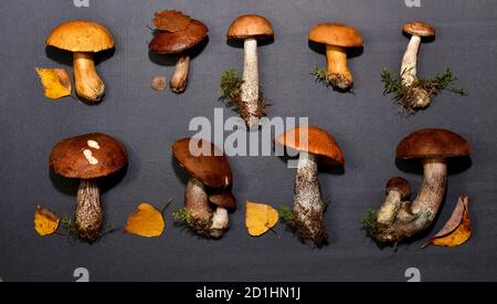 Anordnung der essbaren Waldpilze frisch in der Taiga gepflückt, in zwei horizontalen Reihen. Auf einer grauen matten Rückseite. Stockfoto