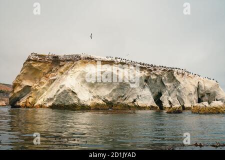 Großer Felsen im Meer und Vogelschar, Kalifornien Stockfoto