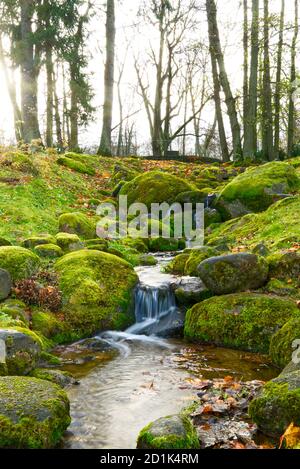 Bergbach im Herbstwald. Kaskade fällt über moosigen Felsen. Bach in Kadriorg, Park, Tallinn, Estland Stockfoto