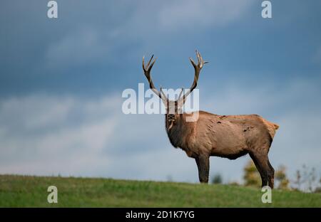 Bull Elk im Herbst Stockfoto