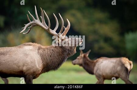 Bull Elk im Herbst Stockfoto