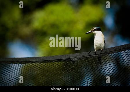 Ein Vogel auf einem Zaun Stockfoto