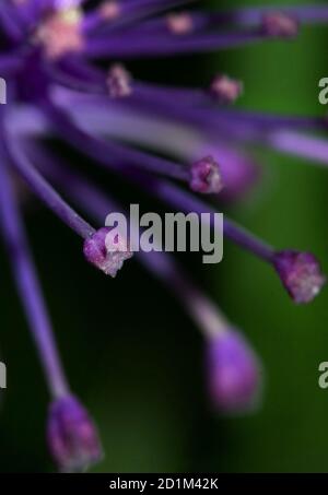 Detail der Staubgefäße von lila Tassel Hyazinth Wildblume, Leopoldia comosa, auf grün verschwommenem Hintergrund Stockfoto