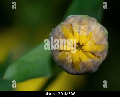 Nahaufnahme der blühenden gelben Gerbera-Knospe Stockfoto