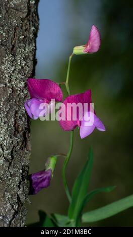 Lathyrus Clymenum, Karmesinerbse spanisch, vetchling Blume, Cicerchia porporina, in einer Wiese auf blauem Himmel Hintergrund Stockfoto