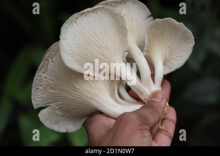 Austernpilz oder Pleurotus-Pilz in der Hand Stockfoto