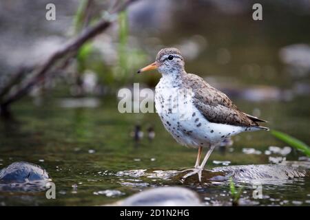 Fleckensandläufer (Actitis macularius) watend entlang der Küste des Grande Ronde River, Oregon, USA Stockfoto