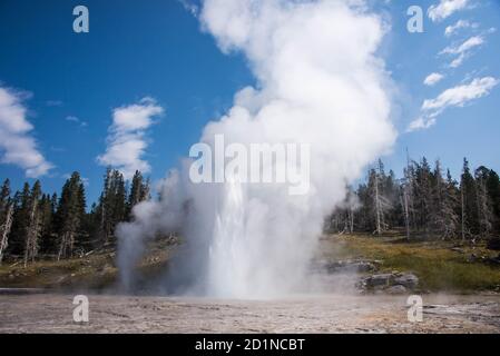 Grand Geyser Erupting, Upper Geyser Basin, Yellowstone National Park, Wyoming, USA Stockfoto