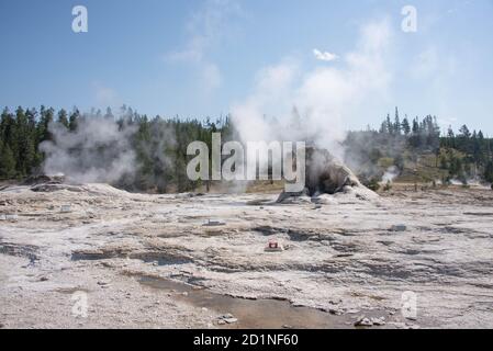 Dampfende Geysire, Norris Geyser Basin, Yellowstone National Park, Wyoming, USA Stockfoto