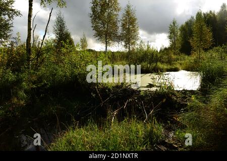 Beaver Damm überfüllt mit Wasser Wald Fluss im bewölkten Herbst Wetter Stockfoto