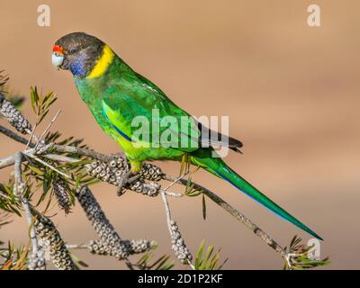 Ein australischer Ringneck der westlichen Rasse, bekannt als der achtundzwanzig Papagei, fotografiert in einem Wald von South Western Australia. Stockfoto