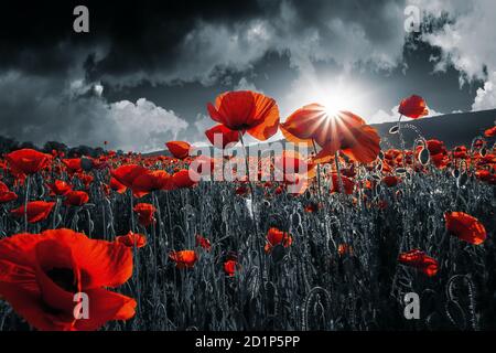 Rote Mohnblumen auf dem Feld. Hintergrundbilder zur Erinnerung oder zum Waffenstillstandstag am 11. november. Dunkle Wolken am Himmel. Selektive Farbe Stockfoto
