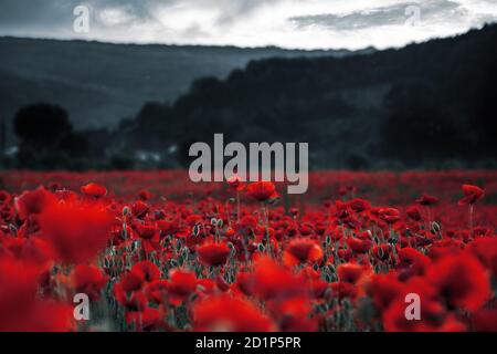 Rote Mohnblumen auf dem Feld. Hintergrundbilder zur Erinnerung oder zum Waffenstillstandstag am 11. november. Dunkle Wolken am Himmel. Selektive Farbe Stockfoto