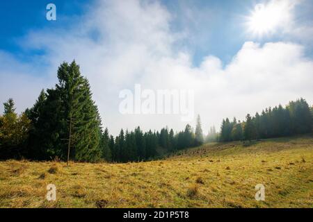 Kalter Herbstmorgen. Neblige Wetterlandschaft. Fichtenwald auf der Wiese. Naturmagic Konzept Stockfoto