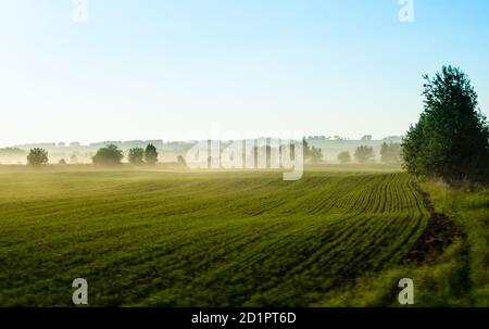 Schöne Landschaft mit Nebel. Ein grünes Feld mit einem hellen Dunst über dem Boden. Ackerland. Sättigungseigene Felder. Weichfokus. Stockfoto