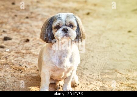 Der Hund Shih Tzu sitzt auf der Straße Stockfoto