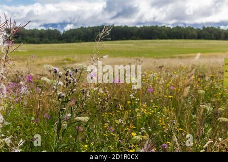 Hohes Gras im Vordergrund. Daunen und Samen. Wald im Hintergrund. Ländliche Landschaft in der Mitte des Sommers. Stockfoto