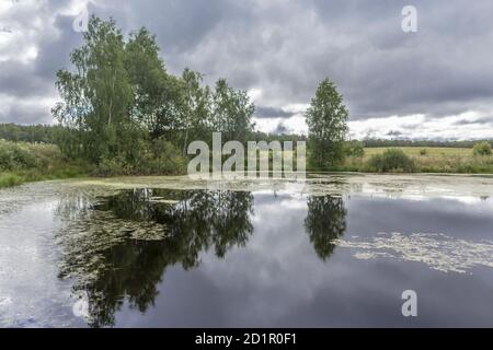 Ein Teich zwischen den Feldern im Vordergrund. Bäume spiegeln sich im Wasser. Ländliche Landschaft in der Mitte des Sommers. Stockfoto