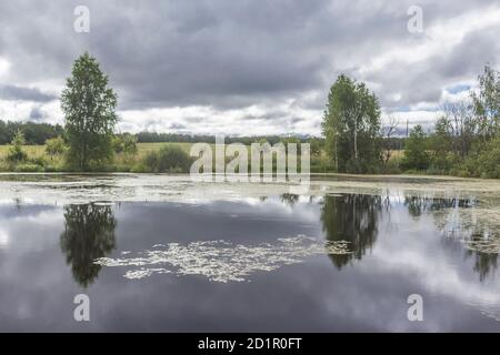 Ein Teich zwischen den Feldern im Vordergrund. Bäume spiegeln sich im Wasser. Gutes Angeln. Ländliche Landschaft in der Mitte des Sommers. Stockfoto