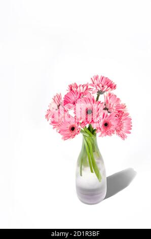 Rosa Gerbera Blumen in Vase isoliert auf weißem Hintergrund Stockfoto