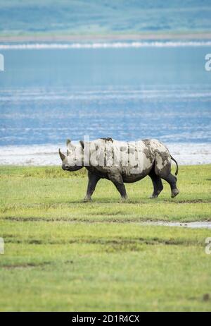 Vertikales Porträt eines schwarzen Nashorns, bedeckt mit Schlamm beim Gehen In Ngorongoro Krater mit Wasser im Hintergrund in Tansania Stockfoto