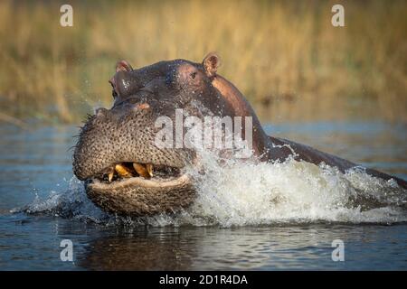 Ausgewachsenes Nilpferd zeigt Aggression beim Wasserspritzen im Chobe River In Botswana Stockfoto