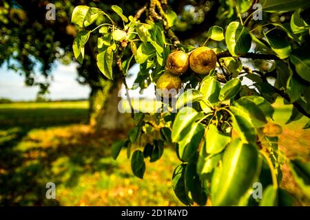 Apfelwein Birnen auf einem Baum Stockfoto